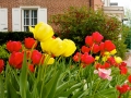 odessa_springflowers